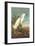 Snowy Egret-John James Audubon-Framed Art Print