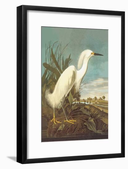 Snowy Egret-John James Audubon-Framed Art Print