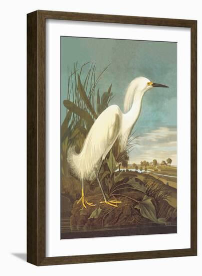 Snowy Egret-John James Audubon-Framed Art Print