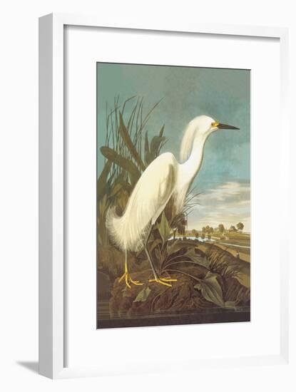 Snowy Egret-John James Audubon-Framed Art Print