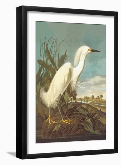 Snowy Egret-John James Audubon-Framed Art Print