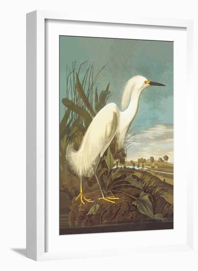 Snowy Egret-John James Audubon-Framed Art Print