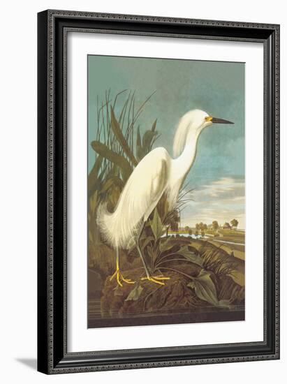 Snowy Egret-John James Audubon-Framed Art Print