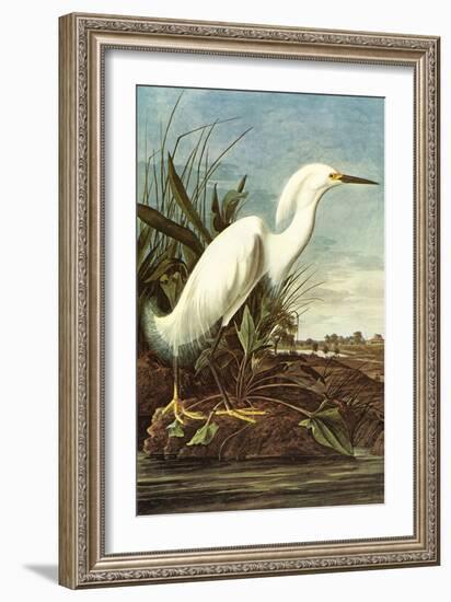 Snowy Egret-John James Audubon-Framed Art Print