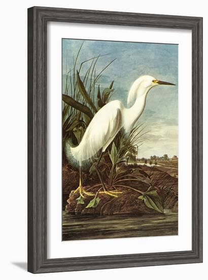 Snowy Egret-John James Audubon-Framed Art Print