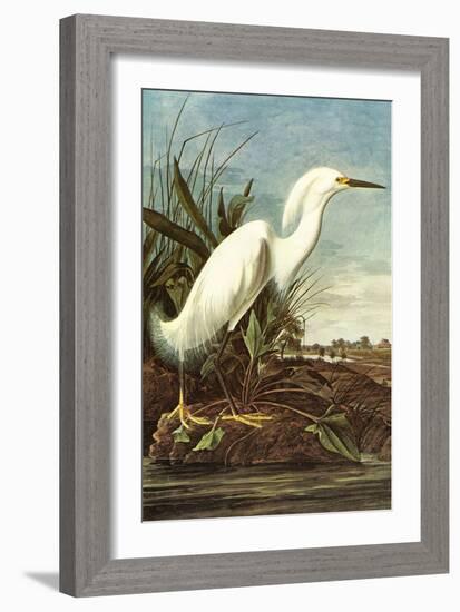 Snowy Egret-John James Audubon-Framed Art Print