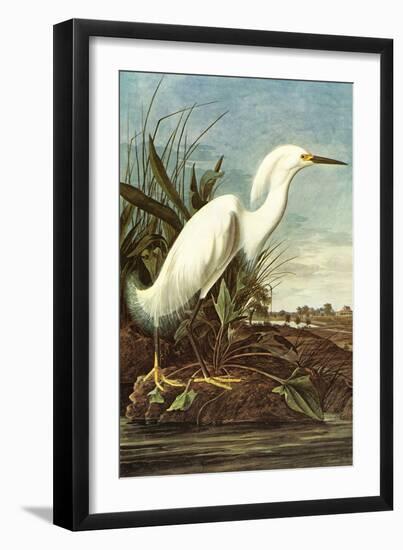 Snowy Egret-John James Audubon-Framed Art Print