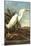 Snowy Egret-John James Audubon-Mounted Art Print