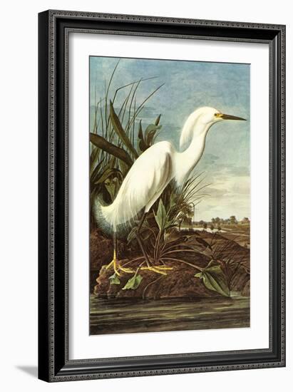 Snowy Egret-John James Audubon-Framed Art Print