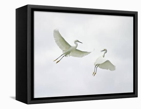 Snowy Egrets Fighting, Sanibel, Florida, USA-Arthur Morris-Framed Premier Image Canvas