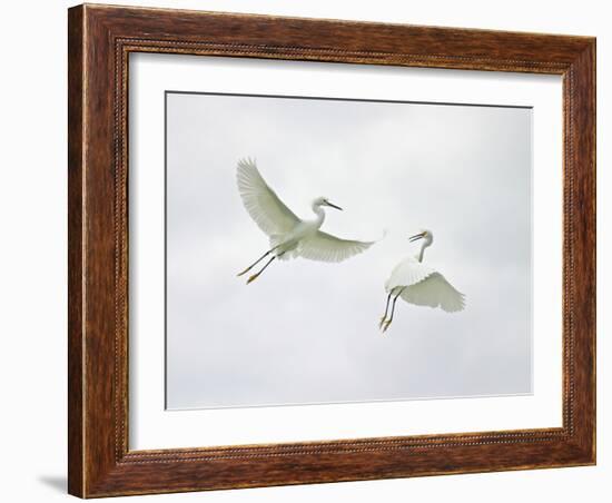 Snowy Egrets Fighting, Sanibel, Florida, USA-Arthur Morris-Framed Photographic Print