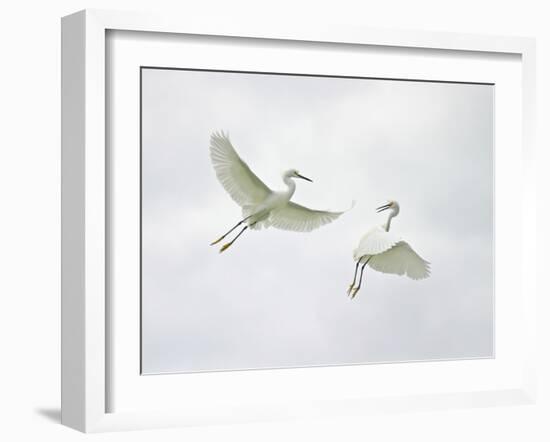 Snowy Egrets Fighting, Sanibel, Florida, USA-Arthur Morris-Framed Photographic Print