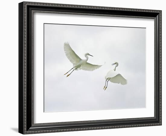 Snowy Egrets Fighting, Sanibel, Florida, USA-Arthur Morris-Framed Photographic Print