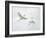 Snowy Egrets Fighting, Sanibel, Florida, USA-Arthur Morris-Framed Photographic Print