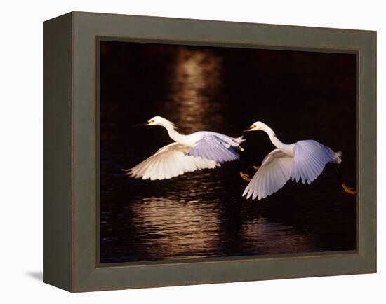 Snowy Egrets in Flight at Dawn-Charles Sleicher-Framed Premier Image Canvas