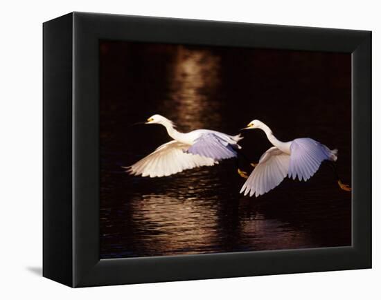 Snowy Egrets in Flight at Dawn-Charles Sleicher-Framed Premier Image Canvas