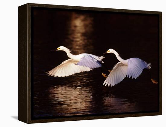 Snowy Egrets in Flight at Dawn-Charles Sleicher-Framed Premier Image Canvas