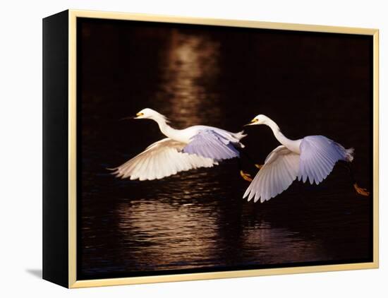 Snowy Egrets in Flight at Dawn-Charles Sleicher-Framed Premier Image Canvas