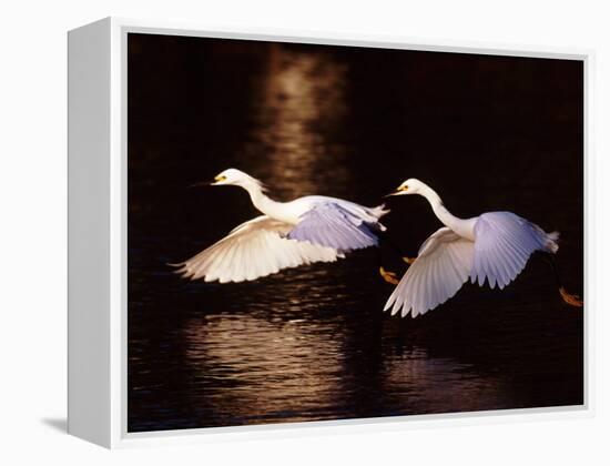 Snowy Egrets in Flight at Dawn-Charles Sleicher-Framed Premier Image Canvas