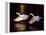 Snowy Egrets in Flight at Dawn-Charles Sleicher-Framed Premier Image Canvas