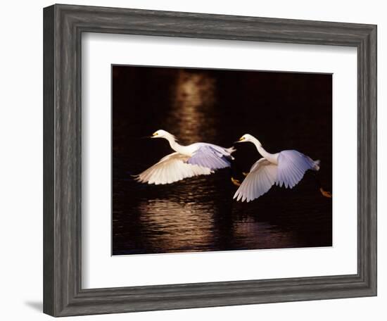 Snowy Egrets in Flight at Dawn-Charles Sleicher-Framed Photographic Print