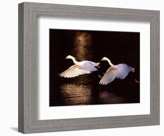 Snowy Egrets in Flight at Dawn-Charles Sleicher-Framed Photographic Print