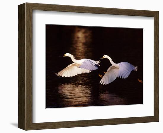 Snowy Egrets in Flight at Dawn-Charles Sleicher-Framed Photographic Print