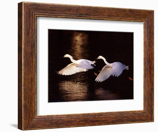 Snowy Egrets in Flight at Dawn-Charles Sleicher-Framed Photographic Print