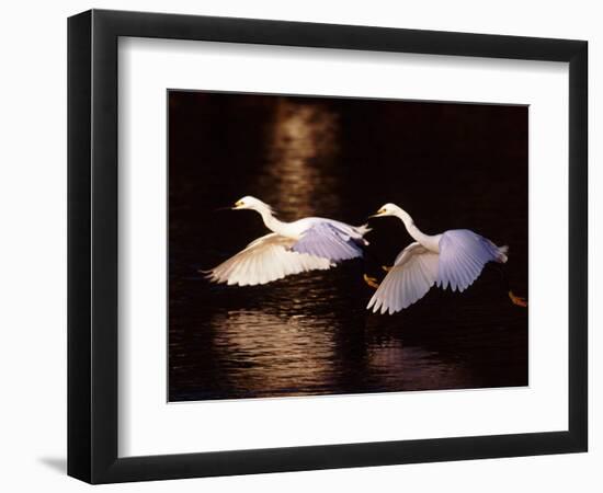 Snowy Egrets in Flight at Dawn-Charles Sleicher-Framed Photographic Print