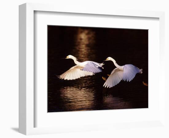 Snowy Egrets in Flight at Dawn-Charles Sleicher-Framed Photographic Print