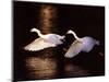 Snowy Egrets in Flight at Dawn-Charles Sleicher-Mounted Photographic Print