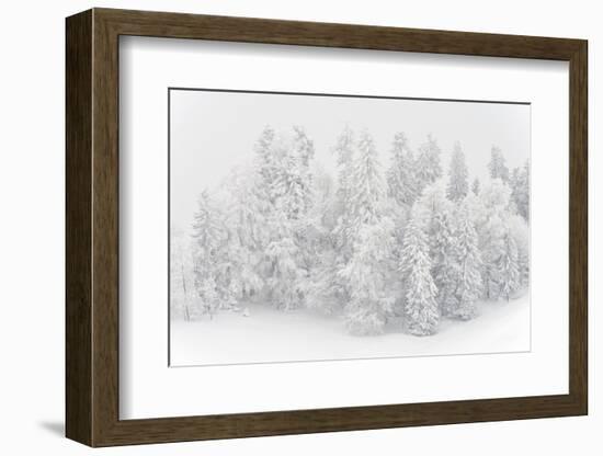 Snowy Firs, Switzerland, St. Gallen, Hemberg-Marco Isler-Framed Photographic Print