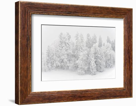 Snowy Firs, Switzerland, St. Gallen, Hemberg-Marco Isler-Framed Photographic Print