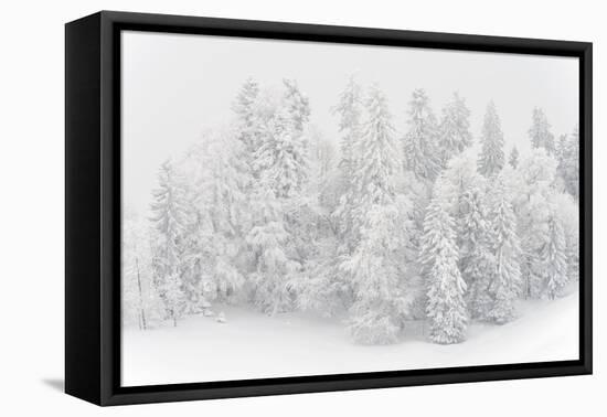 Snowy Firs, Switzerland, St. Gallen, Hemberg-Marco Isler-Framed Premier Image Canvas