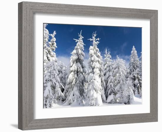Snowy Forest in the National Park Bavarian Forest in the Deep of Winter. Bavaria, Germany-Martin Zwick-Framed Photographic Print
