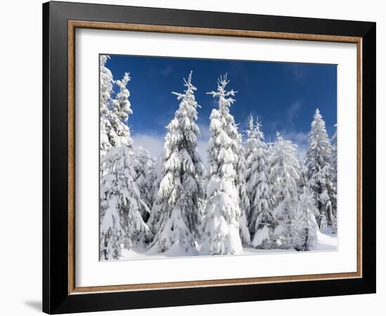 Snowy Forest in the National Park Bavarian Forest in the Deep of Winter. Bavaria, Germany-Martin Zwick-Framed Photographic Print