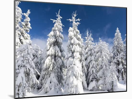 Snowy Forest in the National Park Bavarian Forest in the Deep of Winter. Bavaria, Germany-Martin Zwick-Mounted Photographic Print