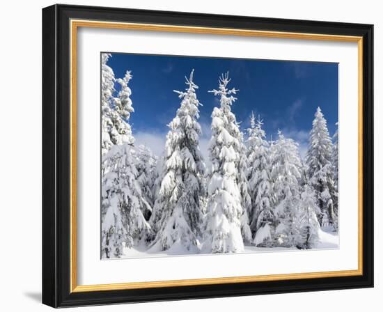 Snowy Forest in the National Park Bavarian Forest in the Deep of Winter. Bavaria, Germany-Martin Zwick-Framed Photographic Print