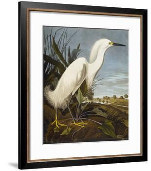 Snowy Heron or White Egret / Snowy Egret (Egretta Thula), Plate CCKLII, from 'The Birds of America'-John James Audubon-Framed Giclee Print
