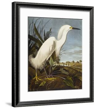 Snowy Heron or White Egret / Snowy Egret (Egretta Thula), Plate CCKLII, from 'The Birds of America'-John James Audubon-Framed Giclee Print