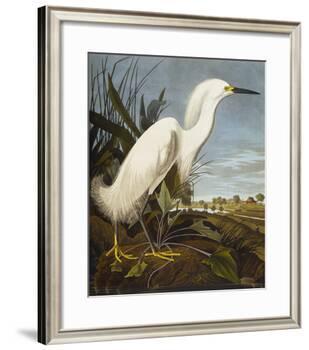 Snowy Heron or White Egret / Snowy Egret (Egretta Thula), Plate CCKLII, from 'The Birds of America'-John James Audubon-Framed Giclee Print