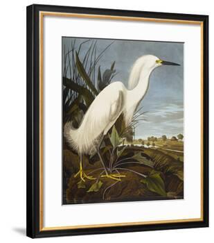 Snowy Heron or White Egret / Snowy Egret (Egretta Thula), Plate CCKLII, from 'The Birds of America'-John James Audubon-Framed Giclee Print