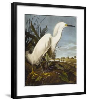 Snowy Heron or White Egret / Snowy Egret (Egretta Thula), Plate CCKLII, from 'The Birds of America'-John James Audubon-Framed Giclee Print