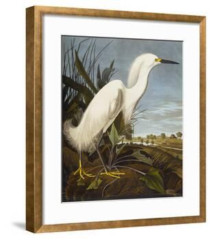 Snowy Heron or White Egret / Snowy Egret (Egretta Thula), Plate CCKLII, from 'The Birds of America'-John James Audubon-Framed Giclee Print