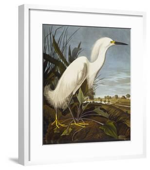 Snowy Heron or White Egret / Snowy Egret (Egretta Thula), Plate CCKLII, from 'The Birds of America'-John James Audubon-Framed Giclee Print