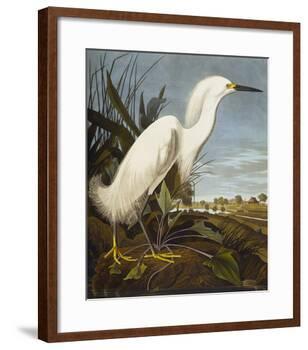 Snowy Heron or White Egret / Snowy Egret (Egretta Thula), Plate CCKLII, from 'The Birds of America'-John James Audubon-Framed Giclee Print