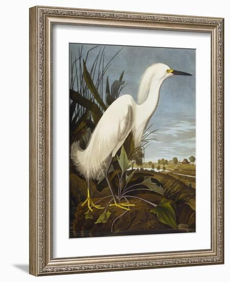 Snowy Heron or White Egret / Snowy Egret (Egretta Thula), Plate CCKLII, from 'The Birds of America'-John James Audubon-Framed Giclee Print