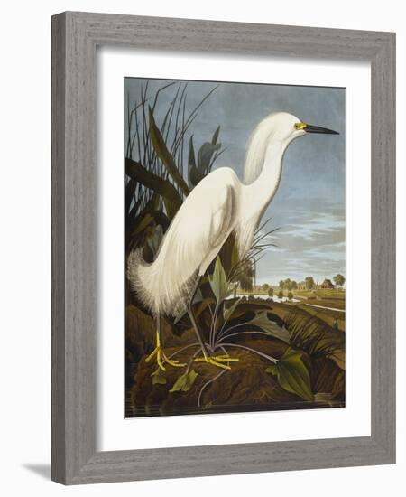 Snowy Heron or White Egret / Snowy Egret (Egretta Thula), Plate CCKLII, from 'The Birds of America'-John James Audubon-Framed Giclee Print