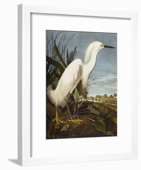 Snowy Heron or White Egret / Snowy Egret (Egretta Thula), Plate CCKLII, from 'The Birds of America'-John James Audubon-Framed Giclee Print