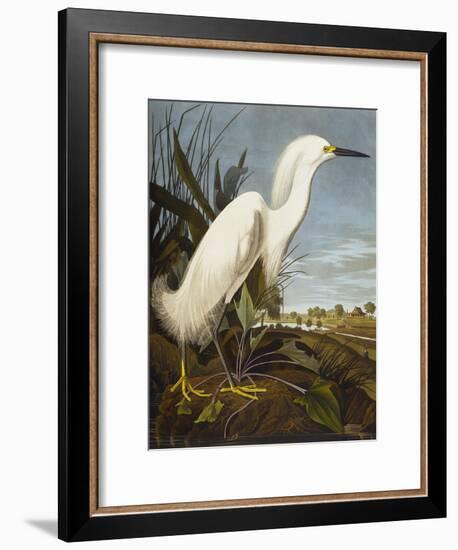 Snowy Heron or White Egret / Snowy Egret (Egretta Thula), Plate CCKLII, from 'The Birds of America'-John James Audubon-Framed Giclee Print